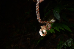 Pseudelaphe flavirufa