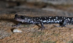 Plethodon kentucki