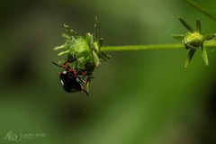 Chinavia erythrocnemis