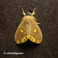 Euproctis quadrangularis