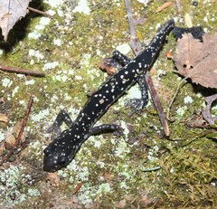 Plethodon kentucki