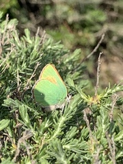Callophrys dumetorum dumetorum