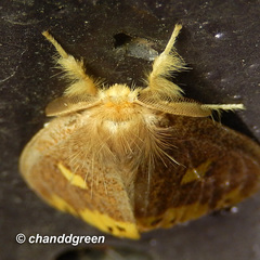 Euproctis quadrangularis