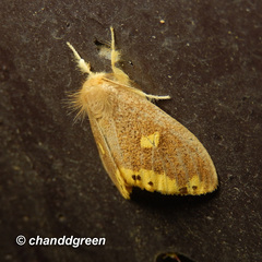 Euproctis quadrangularis