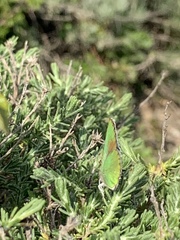 Callophrys dumetorum dumetorum