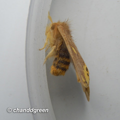 Euproctis quadrangularis