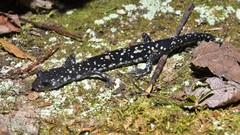 Plethodon kentucki