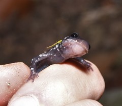Plethodon kentucki