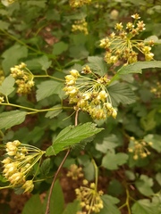 Physocarpus opulifolius