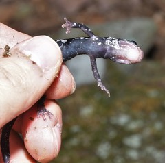 Plethodon kentucki