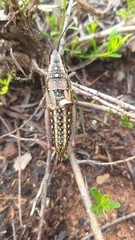 Monistria pustulifera