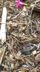 Monistria pustulifera