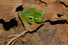 Teratohyla spinosa