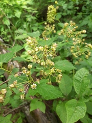 Physocarpus opulifolius