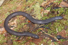 Gymnopis multiplicata