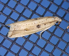 Bactra priapeia