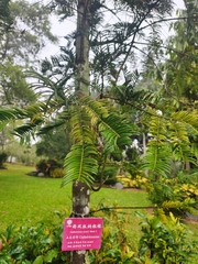Cephalotaxus