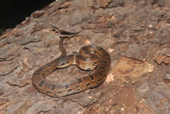 Stenorrhina degenhardtii