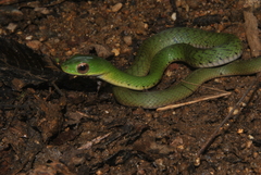 Drymobius chloroticus