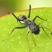Aranhas-Formiga - Photo (c) Colin Ralston, alguns direitos reservados (CC BY-NC), uploaded by Colin Ralston