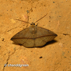 Ugia purpurea