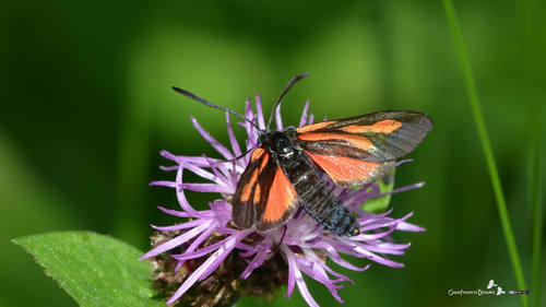 Zygaena osterodensis