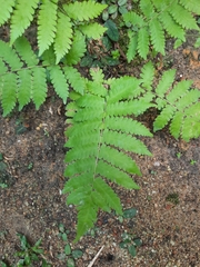 Deparia petersenii