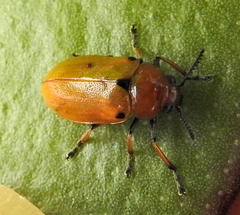 Antipus rufus