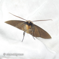 Ugia purpurea