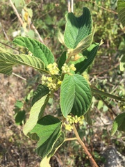 Colubrina yucatanensis