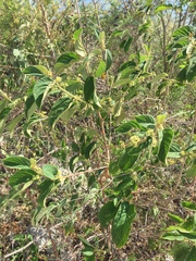Colubrina yucatanensis