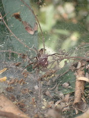 Dendrolycosa