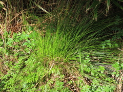 Juncus hesperius