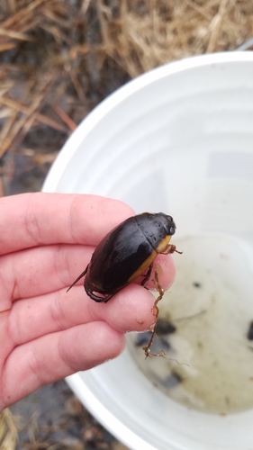 Vertical Diving Beetle photo 2