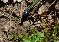 Physomeloe corallifer