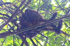 Aotus lemurinus