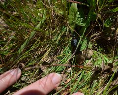 Physomeloe corallifer