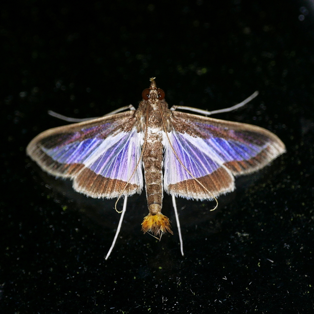 Diaphania