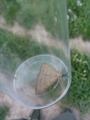 Polypogon tentacularia