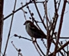 Passer domesticus