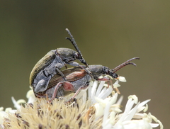 Diaphanops westermanni