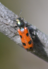 Psoa quadrisignata