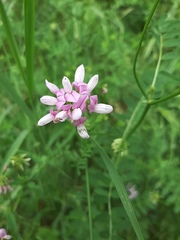 Securigera varia