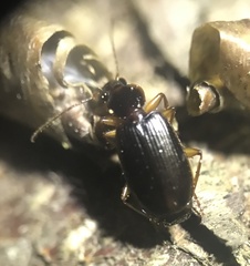 Cymindis platicollis