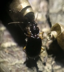 Cymindis platicollis