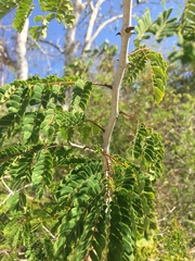Mimosa bahamensis
