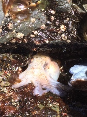 Enteroctopus dofleini