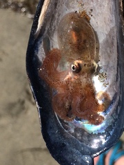 Enteroctopus dofleini