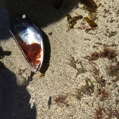 Enteroctopus dofleini