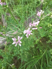 Securigera varia